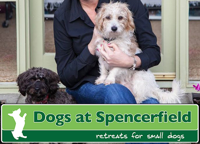 Small Luxury Dog Hotel